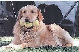 lyla.jpg (13747 bytes)